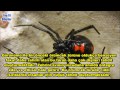 Dünyanın En Zehirli 10 Örümcek Türü 