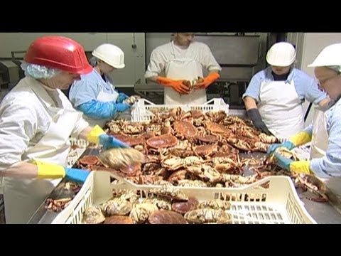 download lagu mp3 mp4 King Crab Grimsby, download lagu King Crab Grimsby gratis, unduh video klip King Crab Grimsby