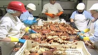 Crab Processing | 04