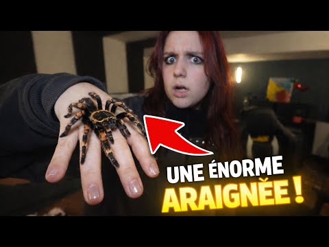 UNE ÉNORME ARAIGNÉE A VOULU NOUS PIQUER ! - PINK LILY