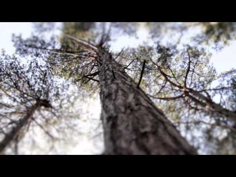 Claudia Brücken - Whispering Pines