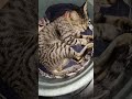 He's wet dreaming