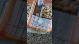 pink white black brown mice and baby mice