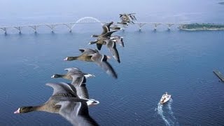 Как поймать диких гусят в природе