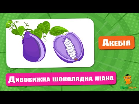 🍀 Дива природи. Явища навколо нас. Шоколадна ліана Акебія 🌏