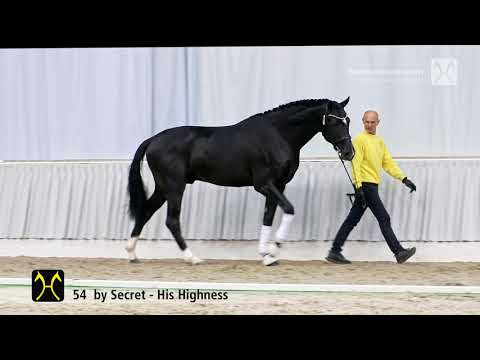 Verden Stallion Licensing 2021 - Dressage -  Nov. 4-6 - No. 54 Stallion by Secret - His Highness