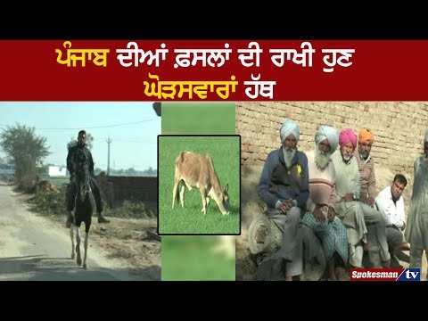ਰਾਜਸਥਾਨੀ ਘੋੜਸਵਾਰਾਂ ਨੇ ਸ਼ੁਰੂ ਕੀਤਾ ਫ਼ਸਲ ਰਾਖੀ ਦਾ ਕਾਰੋਬਾਰ