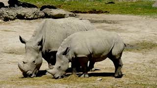 Download lagu No Copyright Videos - Rhino  - Cupule of Rhinos In the Jungle Video Footage - No Copyright Zone mp3