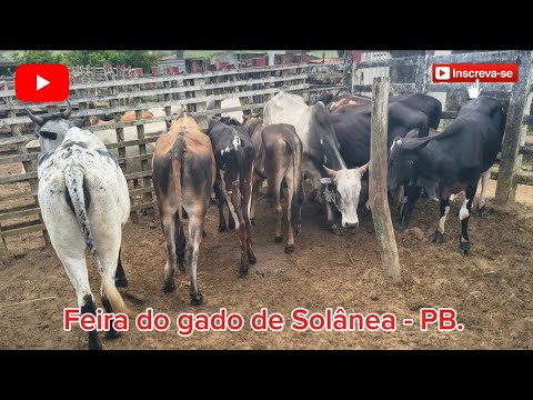 FEIRA DO GADO DE SOLÂNEA - PB. ✅12/09/2026✅