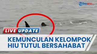 Gerombolan Hiu Tutul Muncul di Perairan Barat Kota Bangkalan, Tanda akan Datangnya Puting Beliung?