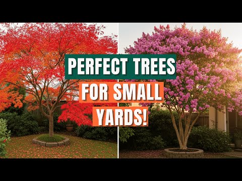 Small Yard? Plant THESE 7 Gorgeous Ornamental Trees! 🌳