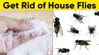 A Natural Way to Get Rid of House Flies (1 Minute Only)