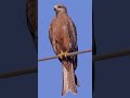 The Fire Spreading Birds Of Australia