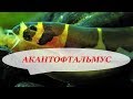 Акантофтальмус Кюля в аквариуме. Содержание, размножение, уход и чем кормить Акантофтальмус Кюля в аквариуме. Содержание, размножение, уход и чем кормить