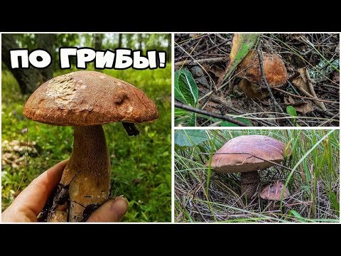 По ГРИБЫ! 15. 07. 2019г. Жизнь в деревне.