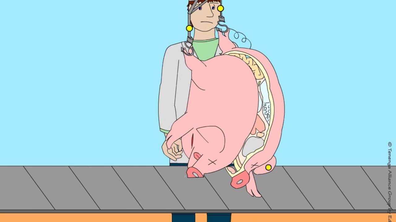 Pork meat traceability project