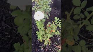 White Rose | #Shorts | Cool Places