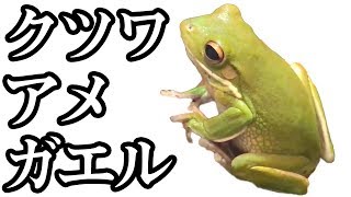 クツワアメガエルに食事あげてみた結果…かわいすぎた！