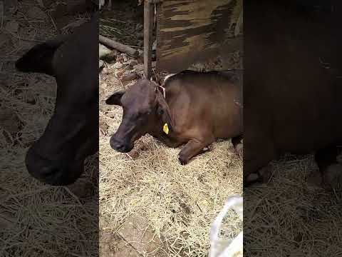 🙏♥️ #bollywood #song #music #love #cow #arijitsingh #bollywoodsongs #funny #helpless