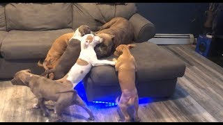 THE HULK LIFE: How will GIANT Pitbull KONG react to ALL of his puppies swarming him! FILM season