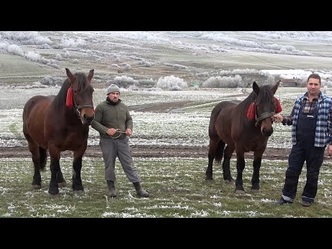 Caii lui Bogdan de la Ocna Sibiului, Sibiu - 2020 Nou!!!