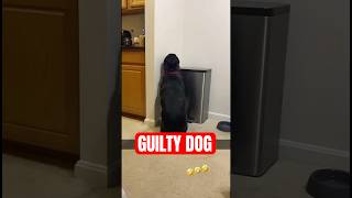 GUILTY DOG Puts Himself in TIMEOUT For Eating Owners' Dinner