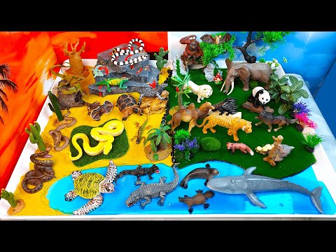 Learn Wild Animals names-Reptiles vs Mammals-DIY Forest/ Desert Diorama-Preschool project for kids