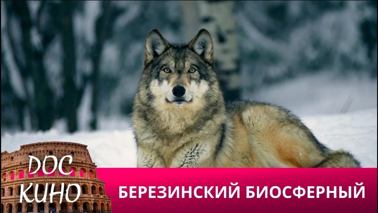 🎭БЕРЕЗИНСКИЙ БИОСФЕРНЫЙ🌎 ДОКУМЕНТАЛЬНОЕ КИНО 🎆 2025