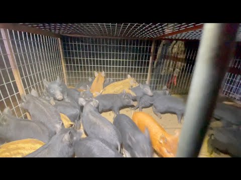 The Most Piglets EVER trapped #wildlife #piglets #trapped