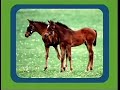 Noggin All About Animals Interstitial Horses June 2006 2007 March 2008 February 2009
