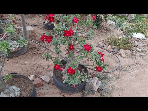 QUEIMADAS BAHIA,VEM VER QUANTAS  ROSAS DO DESERTO MINHA SOGRA TEM😱😱 