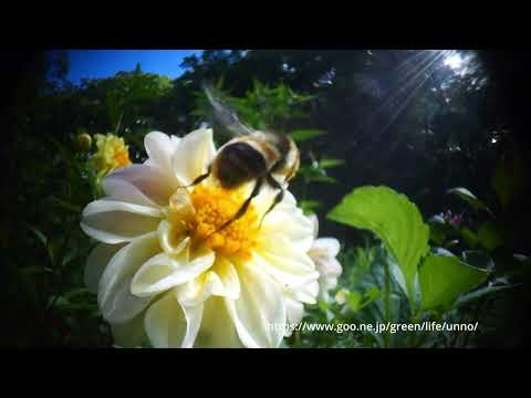 虫の目レンズで撮ったクロマルハナバチのオス