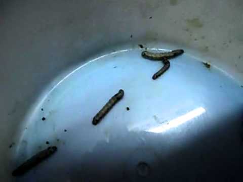 1.Cannibalism in Spodoptera litura (Tobbaco caterpillar)