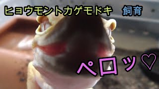 レオパのゲージを新しくしました!【爬虫類,ヒョウモントカゲモドキ,レオパードゲッコー】
