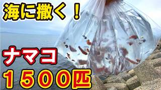 激減したナマコの子供１５００匹を海に撒いて再生させる