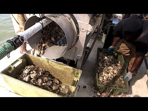 Unique Mussels Production. Inside The Production Of The World's Finest Shellfish.