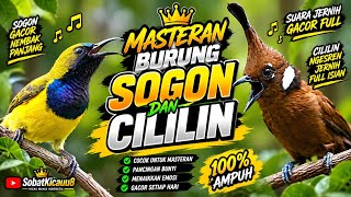 Download lagu KOMBINASI MASTERAN BURUNG SOGON DAN CILILIN GACOR 💯 AMPUH mp3