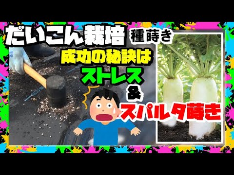 大根の収穫時期と方法は？ + 栽培、播種、メンテナンス  庭園