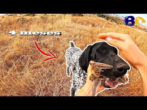 La nueva promesa no defrauda✨ Caza de Codorniz Salvaje🤩