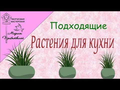 Какие растения подходят для выращивания на кухне 🌿