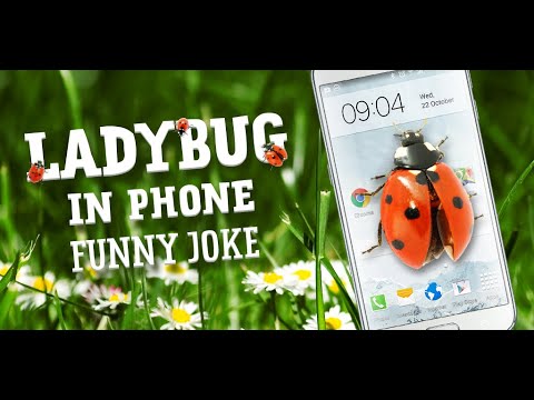 Ladybug in Phone Funny joke Video