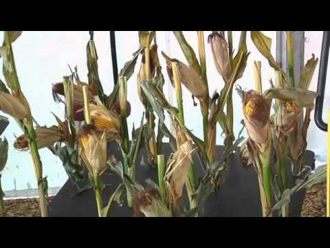 Calmer Corn Heads Owner Makes Huge Impact