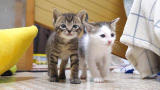 [問卦] 聖戰前哨戰 柵欄版能這麼和平嗎！