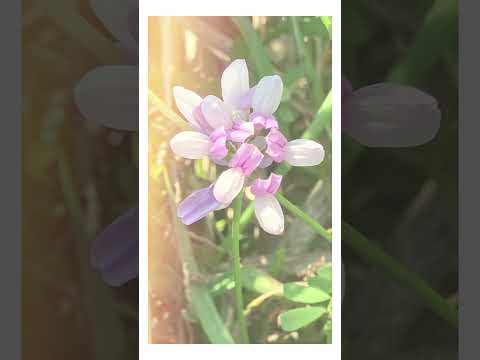 Today’s Flowers Madison