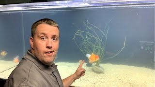 How to fix Cloudy Fish Tank Water. [Live Stream]
