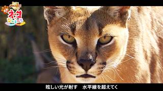 【MISIA、新曲「ガムシャラ」】野生のネコたちの命を歌う／『劇場版ダーウィンが来た！』スペシャルムービー