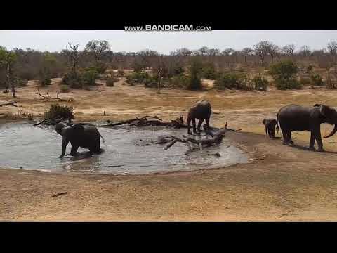 Sept 21 elephant mud bath part two