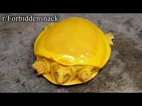 r/Forbiddensnacks | cheesy omlette turtle