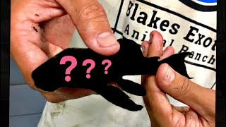 NEW FISH for a NEW TANK! | Blake’sExoticAnimalRanch