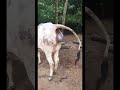 Seconds Of Cows Giving Birth Shorts